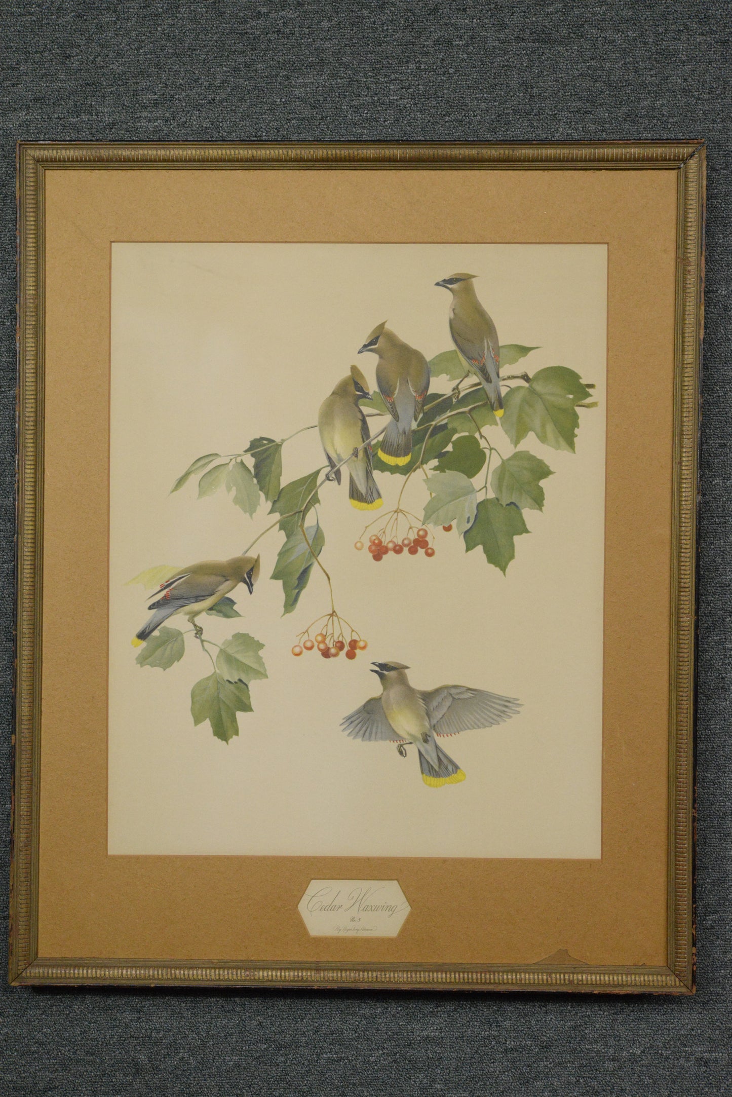 Birds on Tree | Roger Tory Peterson